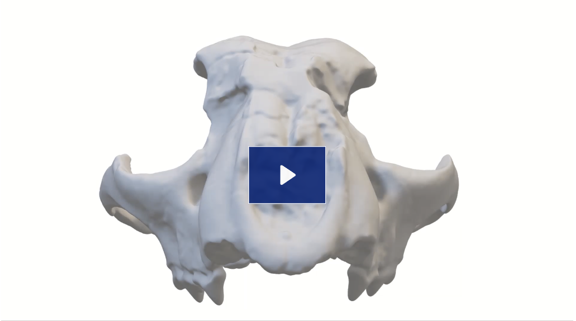 image of a white skull